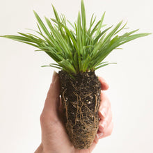 Load image into Gallery viewer, Sedum ternatum 'Larinem Park', Woodland Stonecrop cultivar - 4 plants