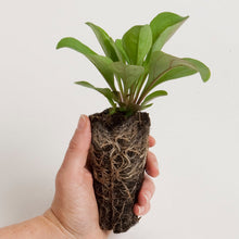 Load image into Gallery viewer, Lobelia cardinalis, Cardinal Flower - 5 plants