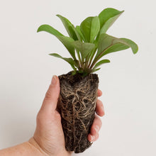 Load image into Gallery viewer, Coreopsis lanceolata, Lanceleaf Tickseed - 5 plants