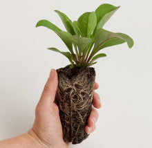 Load image into Gallery viewer, Panicum virgatum, Switchgrass - 5 plants
