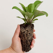 Load image into Gallery viewer, Echinacea purpurea, Purple Coneflower - 5 plants