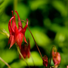 Load image into Gallery viewer, Aquilegia canadensis, American Columbine - 4 plants
