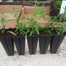 Load image into Gallery viewer, Lobelia cardinalis, Cardinal Flower - 5 plants