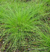 Load image into Gallery viewer, Carex appalachica, Appalachian Sedge - 4 plants