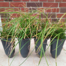 Load image into Gallery viewer, Eryngium yuccifolium, Rattlesnake Master - 4 plants