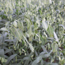 Load image into Gallery viewer, Chasmanthium latifolium, Northern Woodoats (Indian Woodoats) - 5 plants