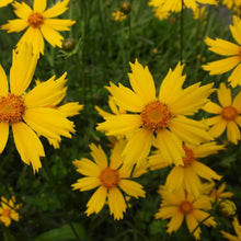 Load image into Gallery viewer, Coreopsis lanceolata, Lanceleaf Tickseed - 5 plants
