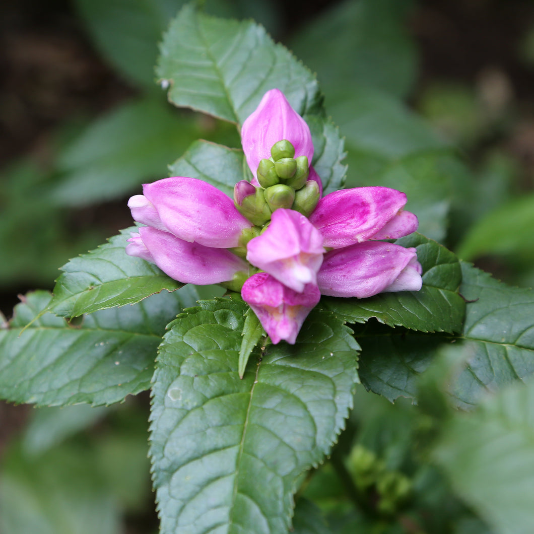 Chelone lyonii 'Hot Lips', Pink Turtlehead Cultivar - 5 plants