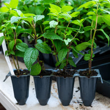 Load image into Gallery viewer, Eutrochium dubium ‘Little Joe’, Joe Pye Weed - 4 plants