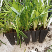 Load image into Gallery viewer, Chasmanthium latifolium, Northern Woodoats (Indian Woodoats) - 5 plants