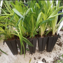 Load image into Gallery viewer, Eryngium yuccifolium, Rattlesnake Master - 5 plants