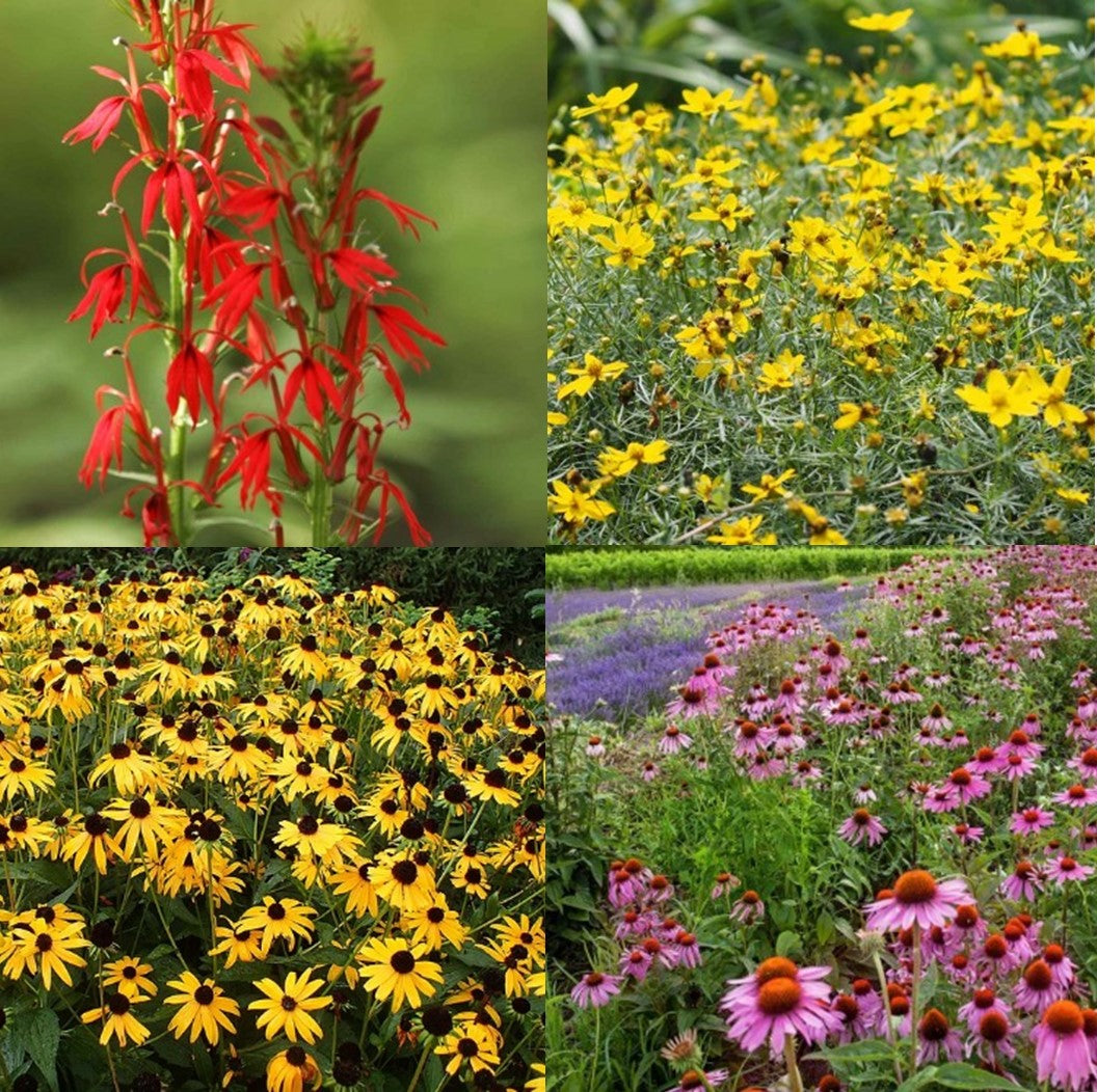 Wonderful for Wildlife Plant Package - 20 plants