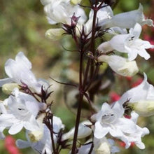 Load image into Gallery viewer, Penstemon digitalis 'Husker Red', Foxglove Beardtongue - 5 plants