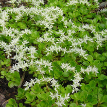 Load image into Gallery viewer, Sedum ternatum 'Larinem Park', Woodland Stonecrop cultivar - 4 plants