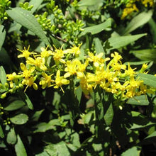Load image into Gallery viewer, Solidago caesia, Bluestem Goldenrod - 5 plants