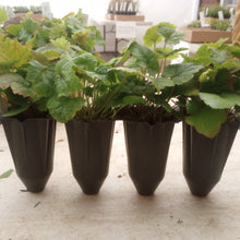 Load image into Gallery viewer, Sedum ternatum 'Larinem Park', Woodland Stonecrop cultivar - 4 plants