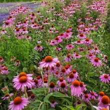 Load image into Gallery viewer, Echinacea purpurea, Purple Coneflower - 5 plants