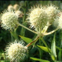 Load image into Gallery viewer, Eryngium yuccifolium, Rattlesnake Master - 5 plants