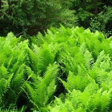Load image into Gallery viewer, Matteuccia struthiopteris, Ostrich Fern - 4 plants
