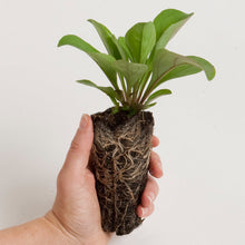 Load image into Gallery viewer, Pycnanthemum tenuifolium, Narrowleaf Mountainmint - 5 plants