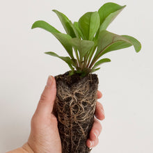 Load image into Gallery viewer, Monarda bradburiana, Eastern Beebalm - 5 plants