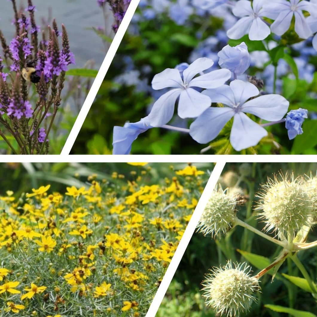 All a Buzz! Plant Package - 19 plants