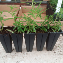 Load image into Gallery viewer, Rudbeckia fulgida &#39;Goldstrum&#39;, Orange Coneflower Cultivar - 5 plants
