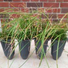 Load image into Gallery viewer, Carex appalachica, Appalachian Sedge - 4 plants
