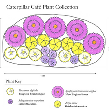 Load image into Gallery viewer, Caterpillar Cafe Plant Collection - 20 plants
