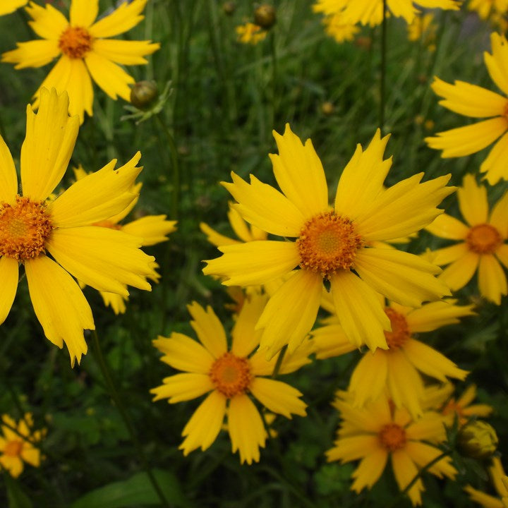 Coreopsis lanceolata, Lanceleaf Tickseed - 5 plants