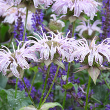 Load image into Gallery viewer, Monarda bradburiana, Eastern Beebalm - 5 plants
