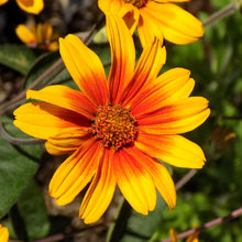Load image into Gallery viewer, Heliopsis helianthoides var. scabra &#39;Burning Hearts&#39;, Smooth Oxeye Cultivar - 4 plants
