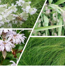 Load image into Gallery viewer, Hillside Heroes Plant Package - 19 plants
