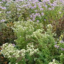 Load image into Gallery viewer, Hillside Heroes Plant Package - 19 plants
