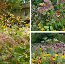 Load image into Gallery viewer, Hot for Pollinators Plant Package - 18 plants
