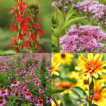 Load image into Gallery viewer, Hot for Pollinators Plant Package - 18 plants
