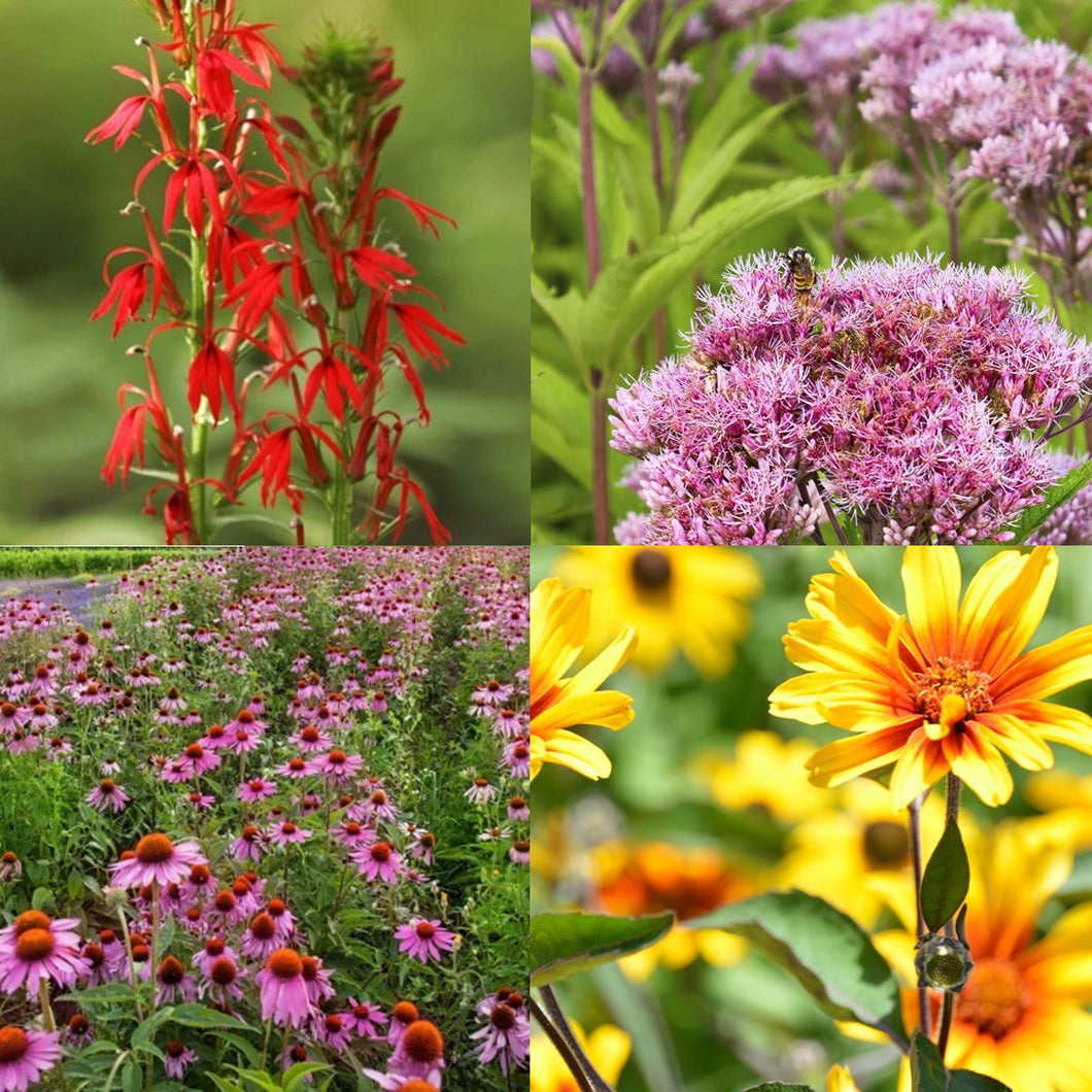 Hot for Pollinators Plant Package - 18 plants