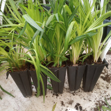 Load image into Gallery viewer, Panicum virgatum, Switchgrass - 5 plants
