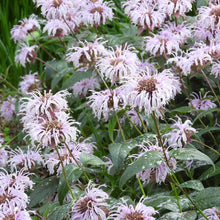 Load image into Gallery viewer, Monarda bradburiana, Eastern Beebalm - 5 plants
