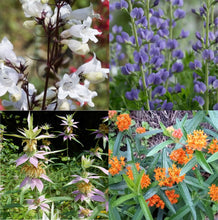 Load image into Gallery viewer, Pollinator Powerhouse Plant Package - 20 plants

