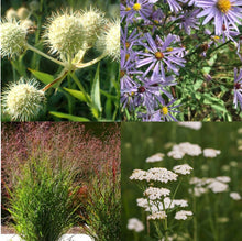 Load image into Gallery viewer, Late Season Interest Plant Package - 20 plants
