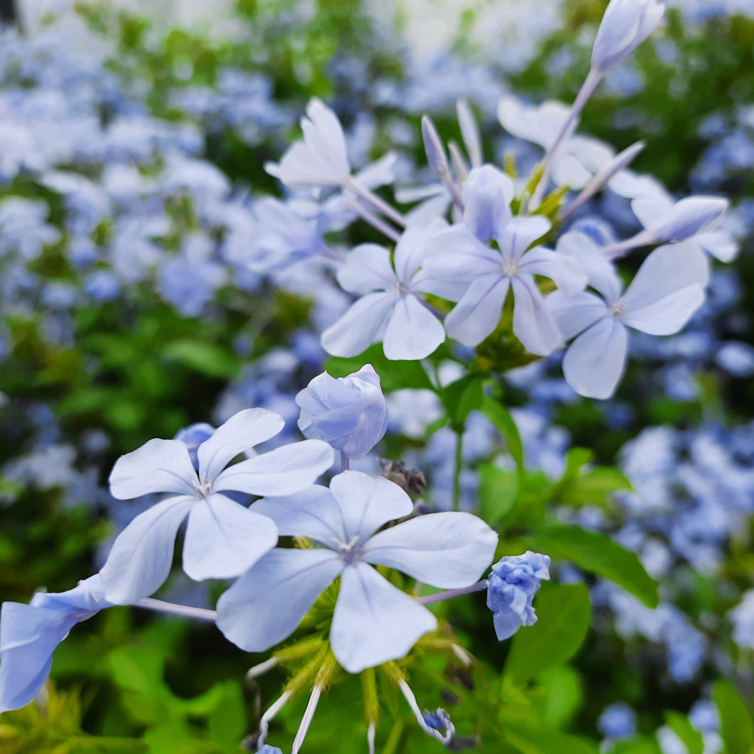 Phlox divaricata 'Blue Moon', Wild Blue Phlox Cultivar - 4 plants