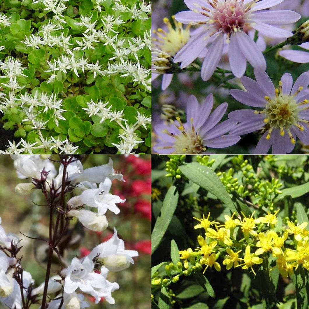 Fall Favorites Plant Package - 19 plants