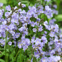 Load image into Gallery viewer, Polemonium reptans, Jacob&#39;s ladder - 4 plants
