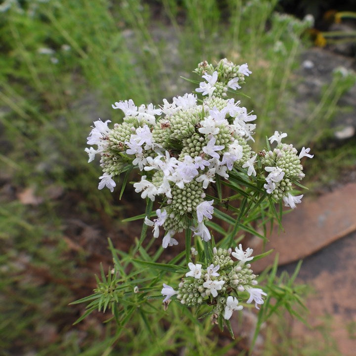 Pycnanthemum tenuifolium, Narrowleaf Mountainmint -  5 plants