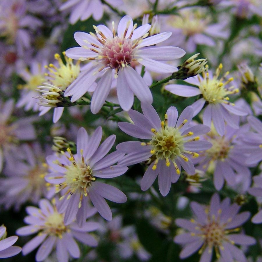 Symphyotrichum cordifolium 'Avondale', Blue Wood Aster - 5 plants