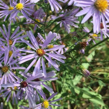 Load image into Gallery viewer, Symphyotrichum laeve ‘Bluebird’, Smooth Blue Aster Cultivar  - 5 plants
