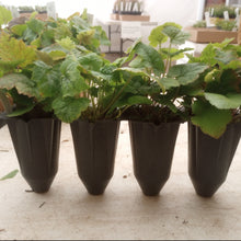 Load image into Gallery viewer, Tiarella cordifolia, Heartleaf Foamflower - 4 plants
