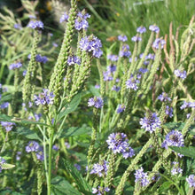 Load image into Gallery viewer, Verbena hastata, Blue Vervain - 5 plants
