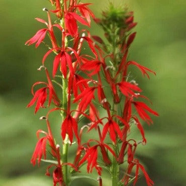 Lobelia cardinalis, Cardinal Flower - 5 plants